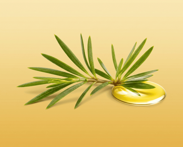 Pine branch with a drop of oil
