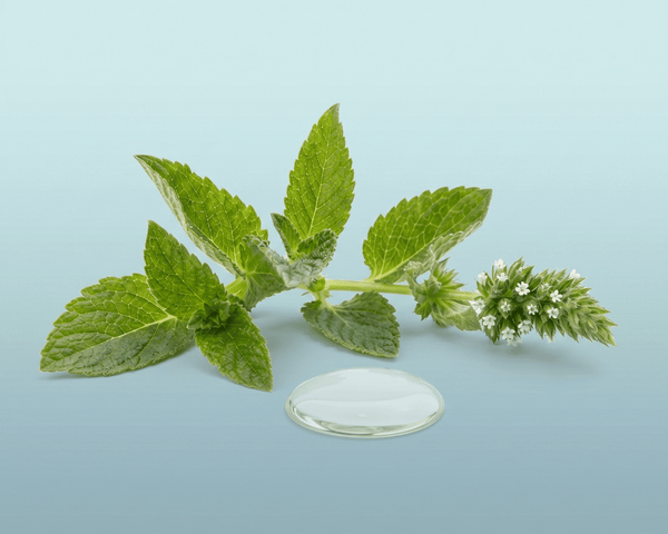 Cornmint Essential Oil