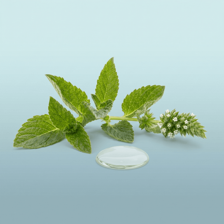 cornmint essential oil
